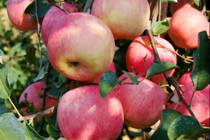 [微信卖水果]揭秘微信卖水果如何从0到月入10000，我复盘了这些实操步骤，小白看完马上能用！